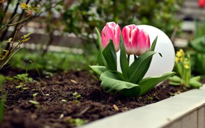 Creating Seasonal Beauty with Garden Design Trends