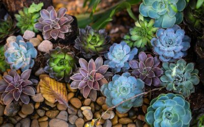 Enhance Your Landscape with Trendy Garden Design